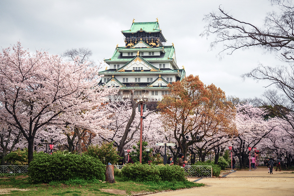 Osaka – Mùa hoa anh đào bắt đầu khi nào ?